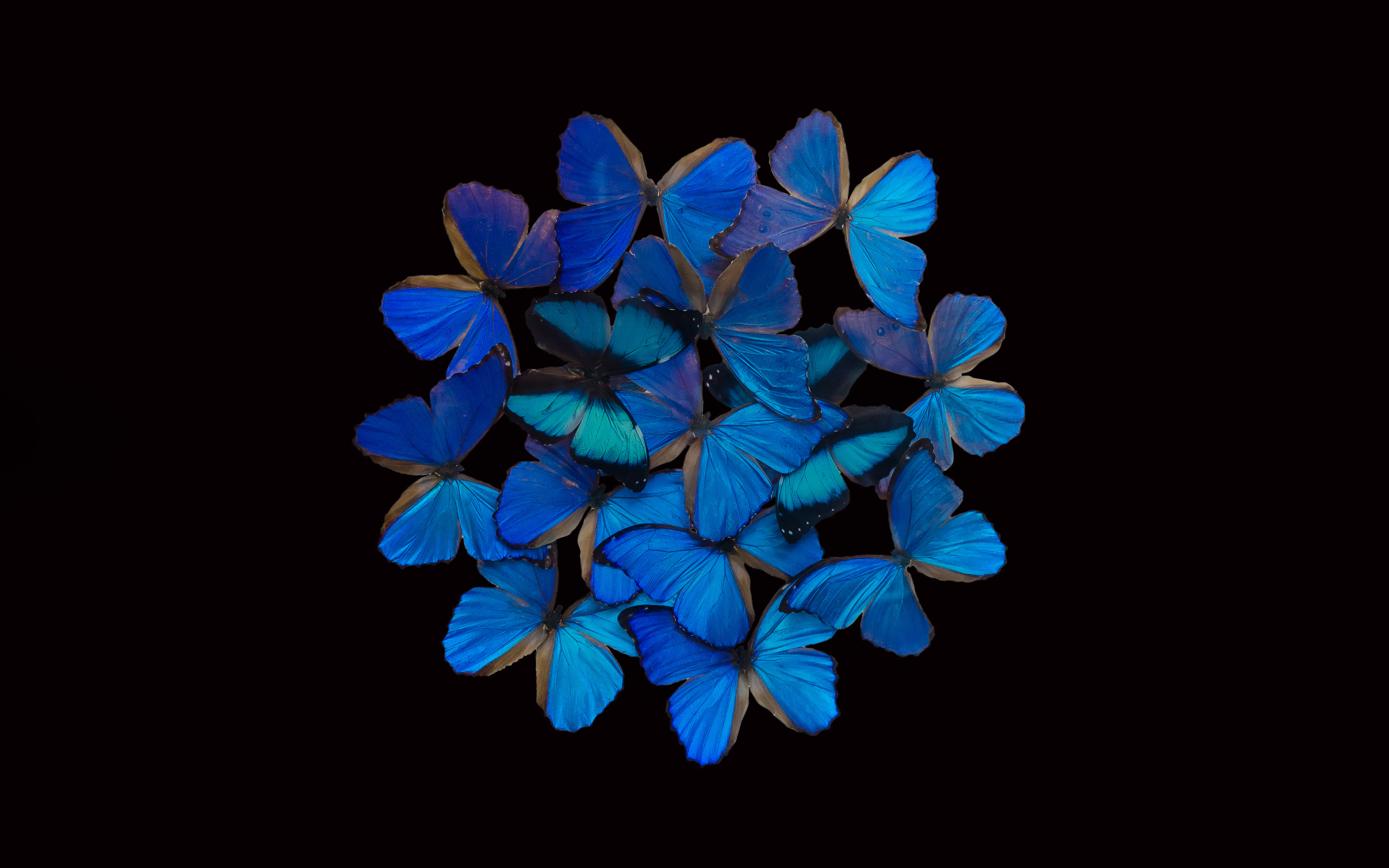 Hula Website Image Butterflies